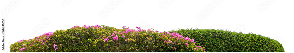 Long bush isolated on transparent background with cut path and alpha channel, high resolution. Long bush isolated on transparent background with cut path and alpha channel, high resolution.