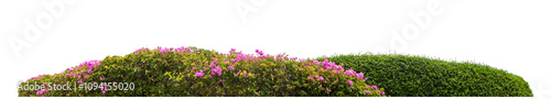 Long bush isolated on transparent background with cut path and alpha channel, high resolution.
