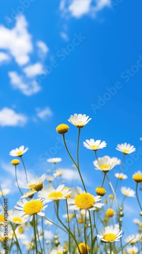 Bright Daisies Under Clear Blue Sky