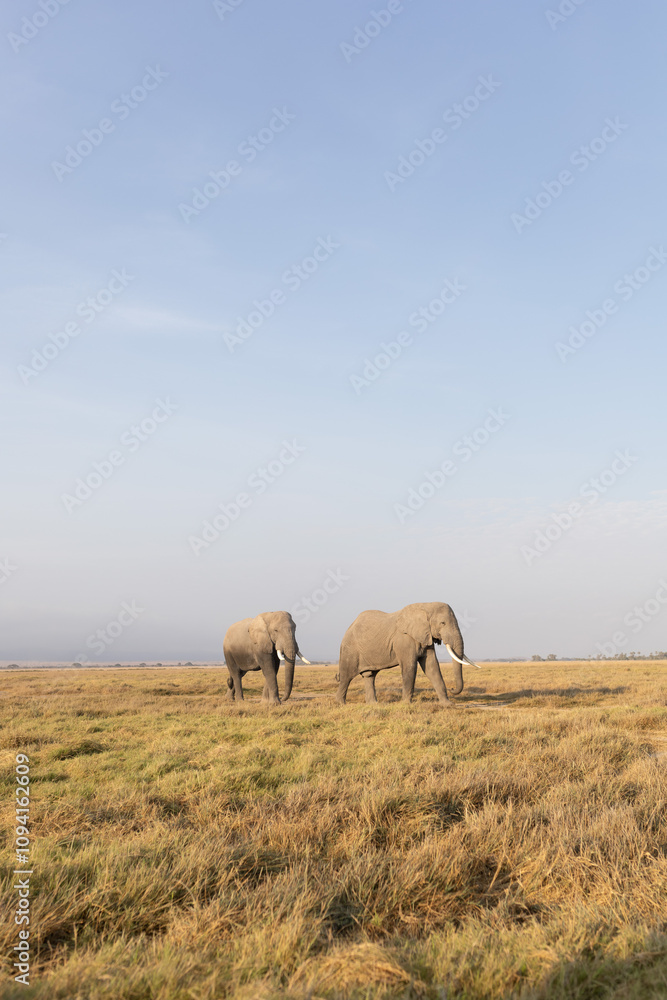 elephants in the savannah 