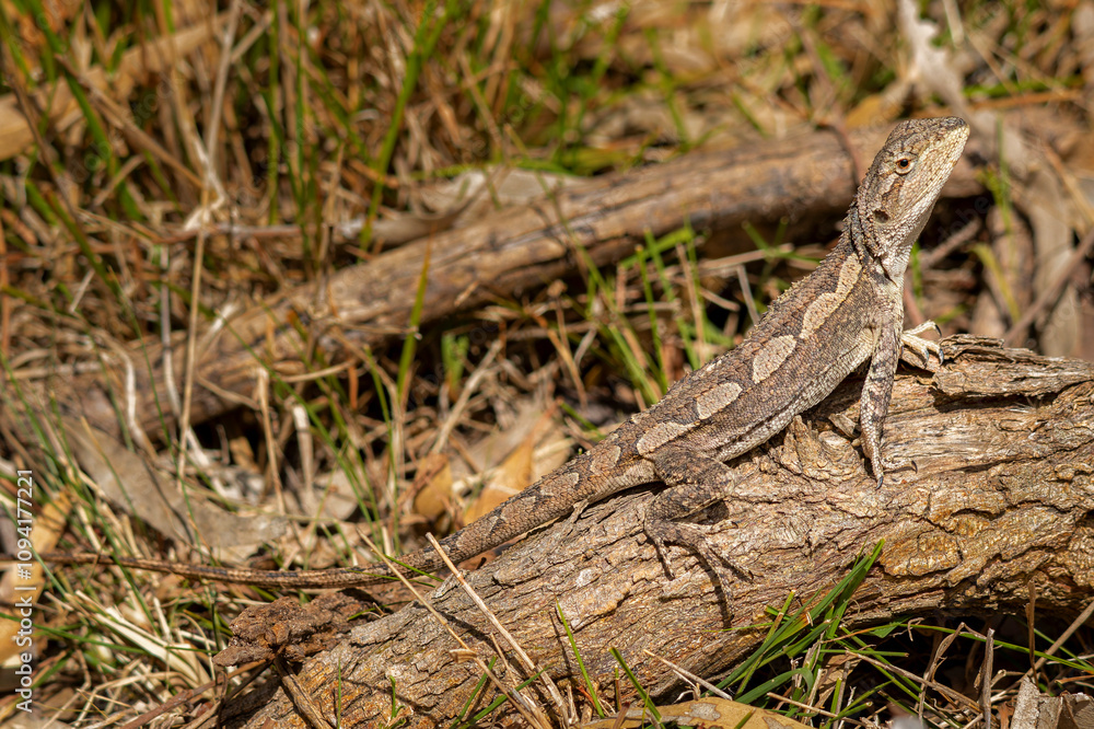Jacky Dragon lizard (Amphibolurus muricatus) Jacky Dragon lizard (Amphibolurus muricatus)