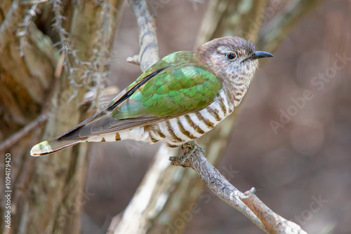 Shining Bronze-cuckoo (Chalcites lucidus)