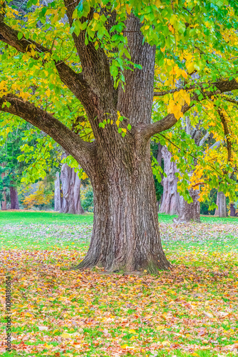 Castlemaine Botanical Gardens in late Autumn photo