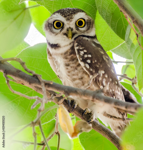 Close up of Spotted owlet (Athene brama) looking at us in nature at Margalla National Park, Islamabad, Pakistan photo