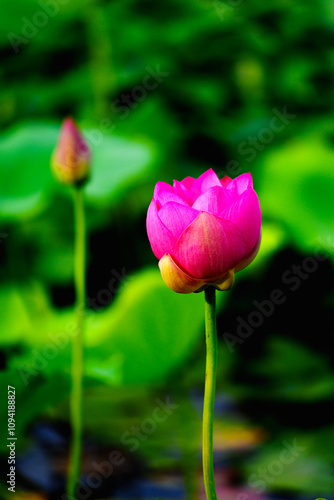 Chinese beauty: Pink lotus bud in sunlight with green leaf