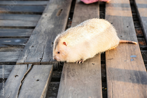 Bamboo rat is a rodent that lives underground or in tree holes. It has large front teeth. photo