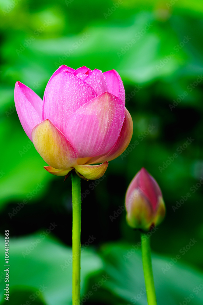 Oriental beauty: Close-up photo of lotus flower with dew drop on petals in sunlight Oriental beauty: Close-up photo of lotus flower with dew drop on petals in sunlight