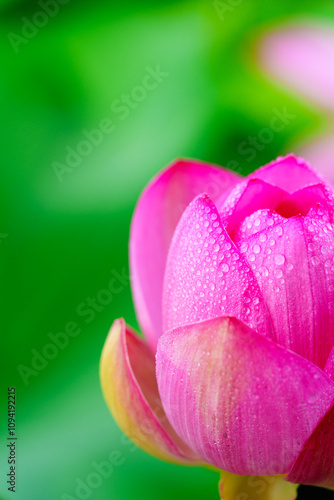 Oriental beauty: Close-up photo of lotus flower with dew drop on petals in sunlight