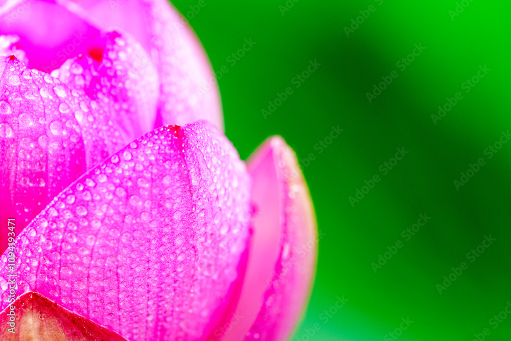 Oriental beauty: Close-up photo of lotus flower with dew drop on petals in sunlight Oriental beauty: Close-up photo of lotus flower with dew drop on petals in sunlight