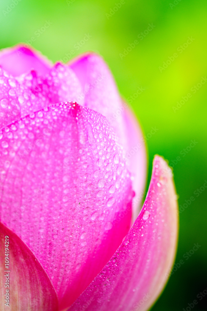 Oriental beauty: Close-up photo of lotus flower with dew drop on petals in sunlight Oriental beauty: Close-up photo of lotus flower with dew drop on petals in sunlight