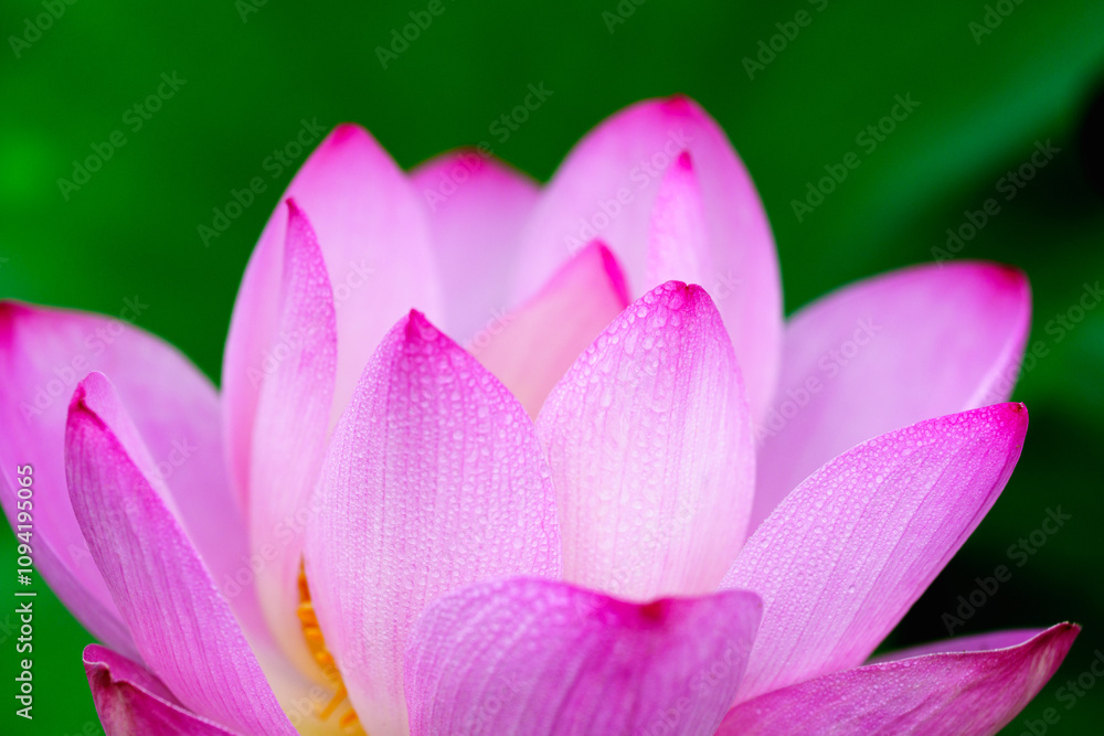 Oriental beauty: Close-up photo of lotus flower with dew drop on petals in sunlight Oriental beauty: Close-up photo of lotus flower with dew drop on petals in sunlight