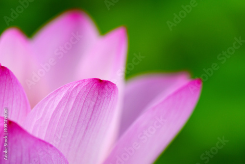 Oriental beauty: Close-up photo of pink lotus flower in sunlight with comparison of green leaf back ground