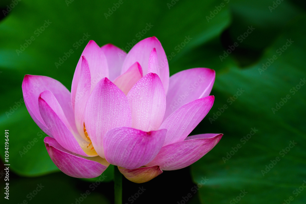 Oriental beauty: Close-up photo of pink lotus flower in sunlight with comparison of green leaf back ground Oriental beauty: Close-up photo of pink lotus flower in sunlight with comparison of green leaf back ground