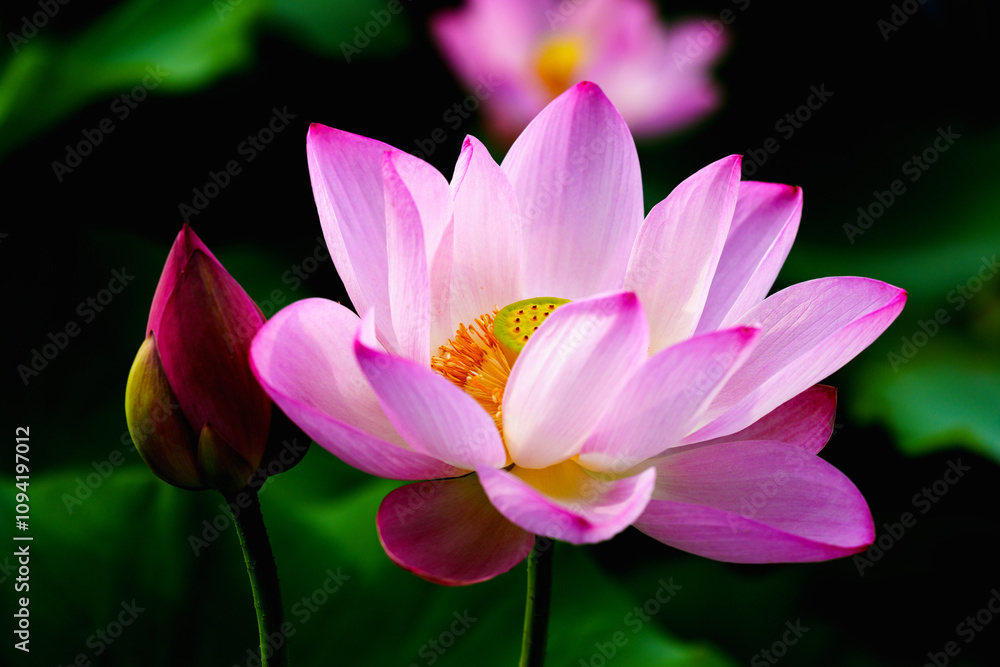 Oriental beauty: Close-up photo of pink lotus flower in sunlight with comparison of green leaf back ground Oriental beauty: Close-up photo of pink lotus flower in sunlight with comparison of green leaf back ground