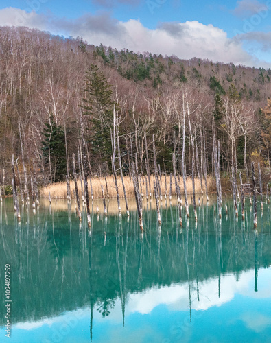 北海道美瑛町　青い池　2024 秋