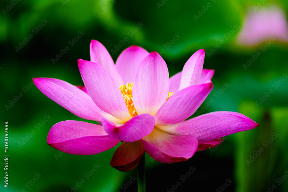 Chinese beauty: Pink lotus flower blooming in sunlight with green leaf Chinese beauty: Pink lotus flower blooming in sunlight with green leaf