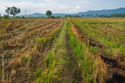 burnt dry rice paddy field after harvesting with mountain and sky