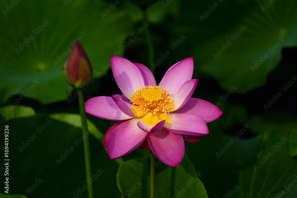 Chinese beauty: Lotus rising out of lake water in sunshine Chinese beauty: Lotus rising out of lake water in sunshine