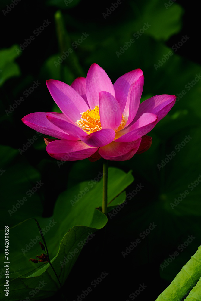 Chinese beauty: Pink lotus flower blooming in sunlight with green leaf Chinese beauty: Pink lotus flower blooming in sunlight with green leaf