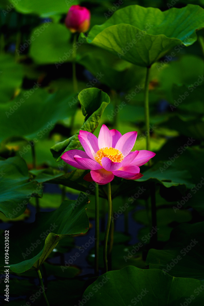 Chinese beauty: Pink lotus flower blooming in sunlight with green leaf Chinese beauty: Pink lotus flower blooming in sunlight with green leaf