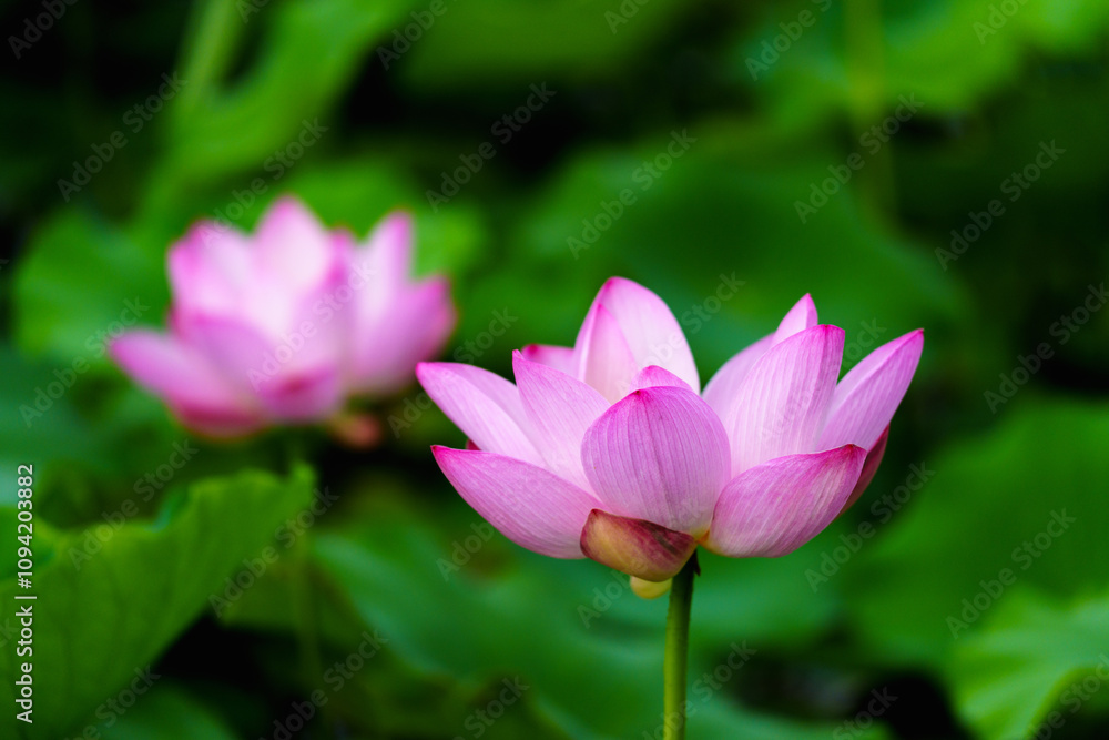 Chinese beauty: Pink lotus flower blooming in sunlight with green leaf Chinese beauty: Pink lotus flower blooming in sunlight with green leaf