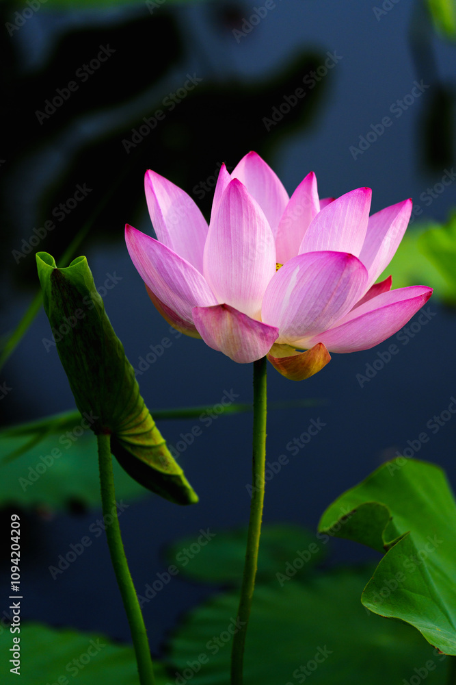 Chinese beauty: Pink lotus flower blooming in sunlight with green leaf Chinese beauty: Pink lotus flower blooming in sunlight with green leaf