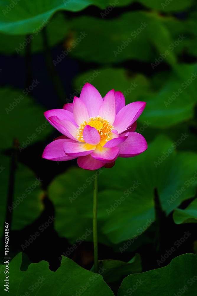 Chinese beauty: Pink lotus flower blooming in sunlight with green leaf Chinese beauty: Pink lotus flower blooming in sunlight with green leaf