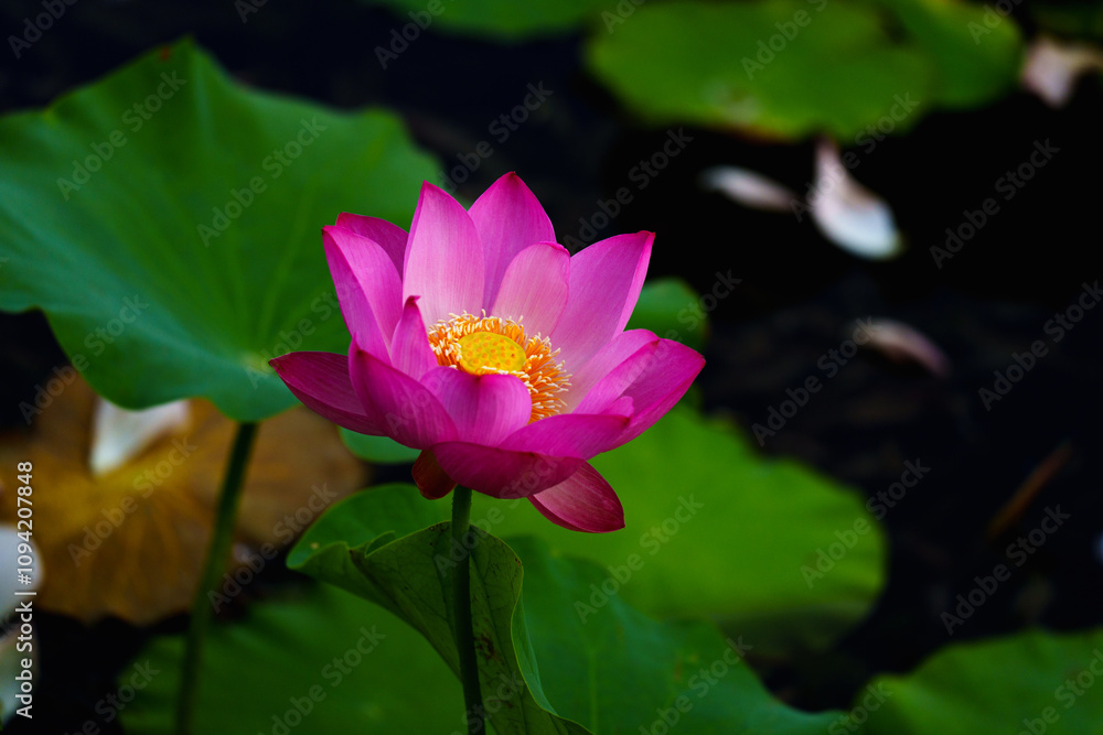 Chinese beauty: Pink lotus flower blooming in sunlight with green leaf Chinese beauty: Pink lotus flower blooming in sunlight with green leaf