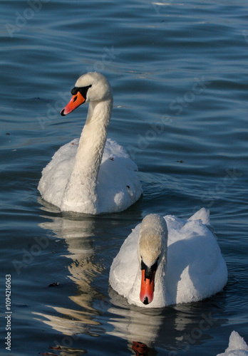 Swans in winter on the shores of the Caspian Sea photo