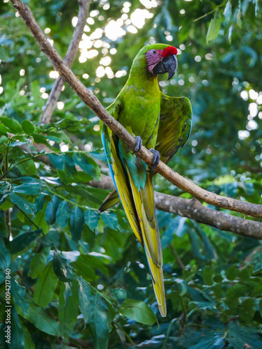 A large soldier macaw (Ara ambiguus) also called Bechstein's macaw in Manzanillo National Park, Costa Rica. photo