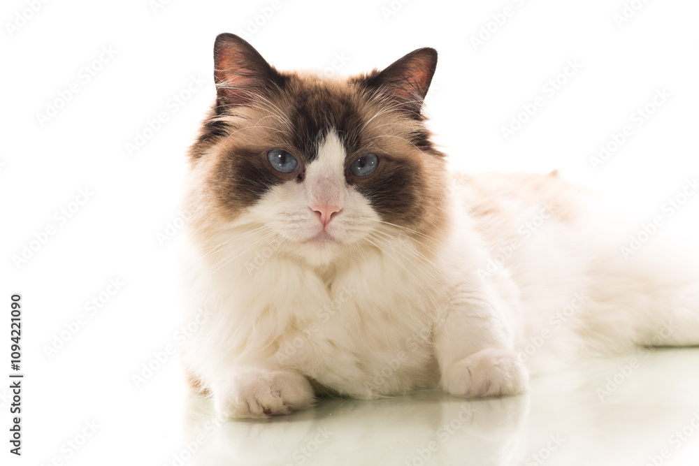 Portrait of purebred Ragdoll cat, isolated on white background Portrait of purebred Ragdoll cat, isolated on white background