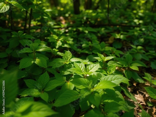 Summer green leaves on the forest floor with dappled light, leaves, outdoor scene