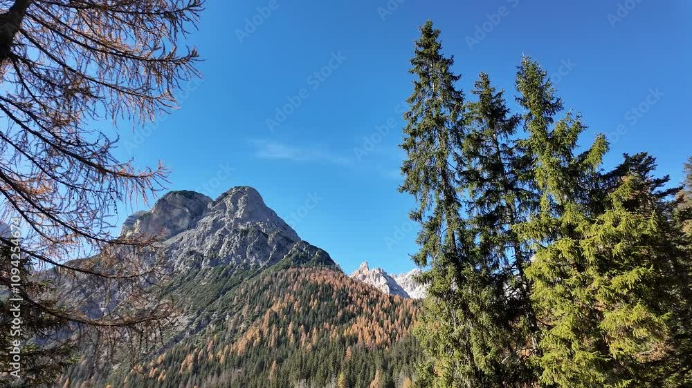 Majestic mountain landscape with pine trees under a clear blue sky, perfect for nature-themed holidays and outdoor adventures Majestic mountain landscape with pine trees under a clear blue sky, perfect for nature-themed holidays and outdoor adventures