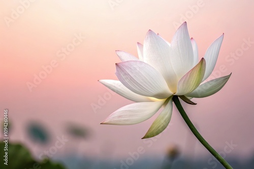Wallpaper Mural A single white lotus flower against a soft pastel pink gradient background, isolated, color gradation Torontodigital.ca