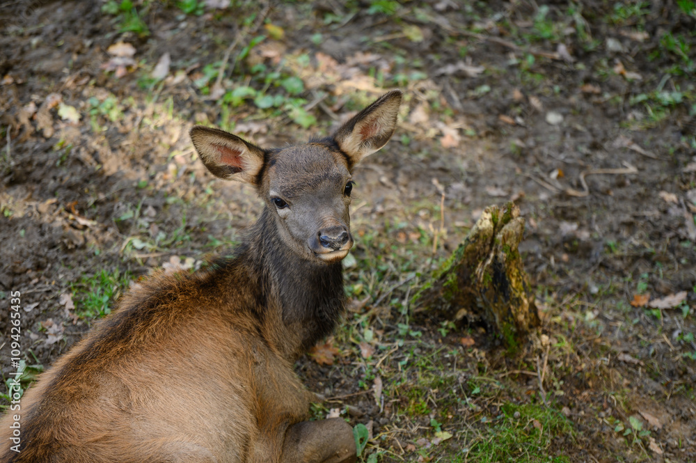 Young deer is resting in forest, lying down on ground Young deer is resting in forest, lying down on ground