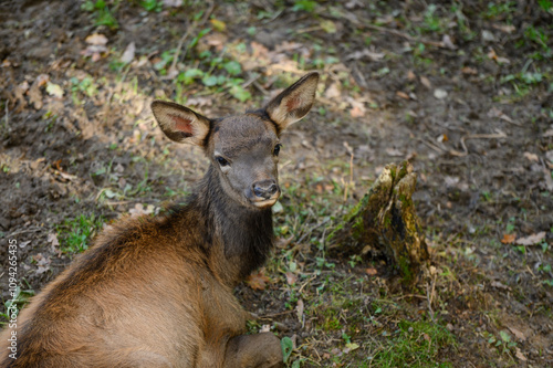 Young deer is resting in forest, lying down on ground photo