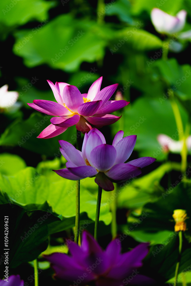 Chinese beauty: Pink lotus in sunlight with green leaf Chinese beauty: Pink lotus in sunlight with green leaf