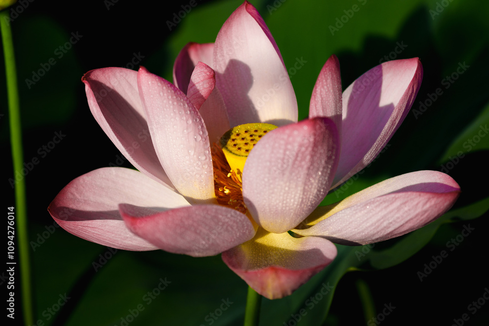Chinese beauty: Pink lotus in sunlight with green leaf Chinese beauty: Pink lotus in sunlight with green leaf