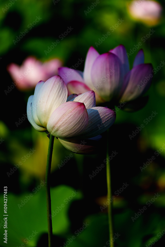 Chinese beauty: Pink lotus in sunlight with green leaf