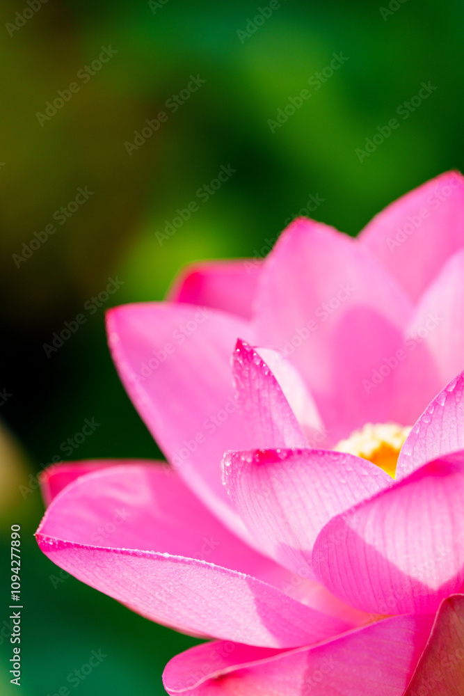Oriental beauty: Close-up photo of lotus flower and dew drop on petals Oriental beauty: Close-up photo of lotus flower and dew drop on petals