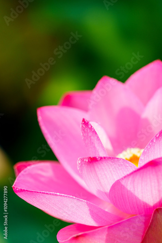 Oriental beauty: Close-up photo of lotus flower and dew drop on petals
