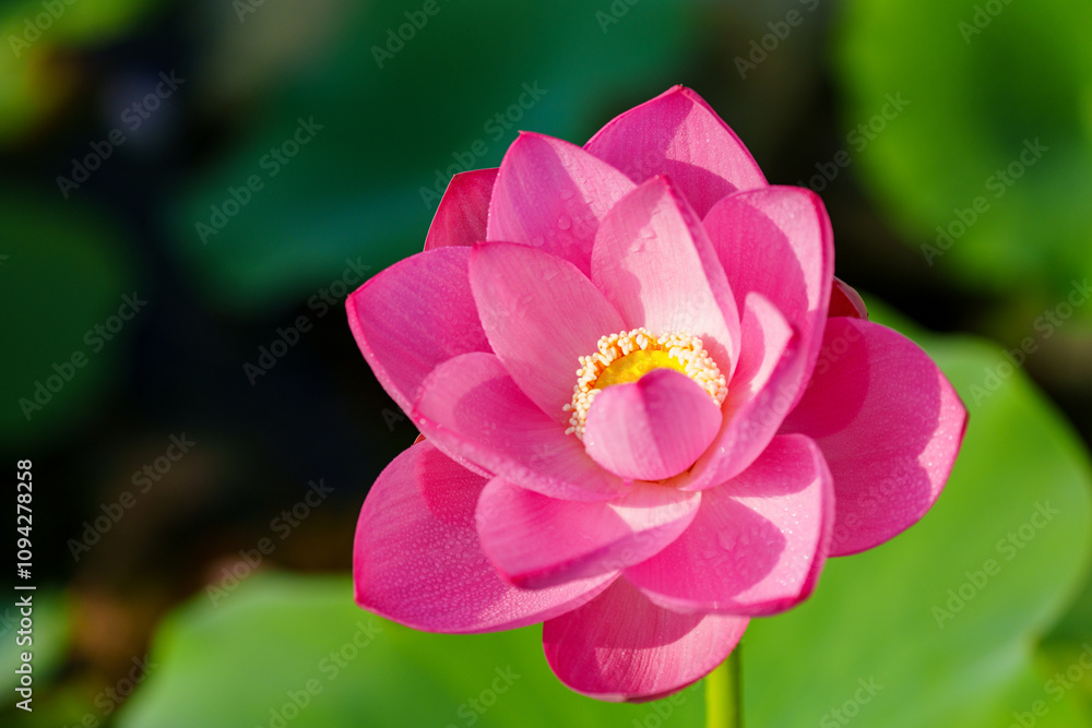 Fototapeta premium Oriental beauty: Close-up photo of lotus flower and dew drop on petals