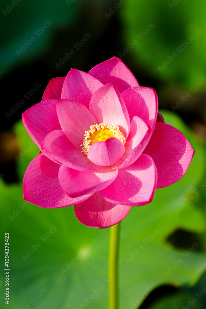 Fototapeta premium Oriental beauty: Close-up photo of lotus flower and dew drop on petals