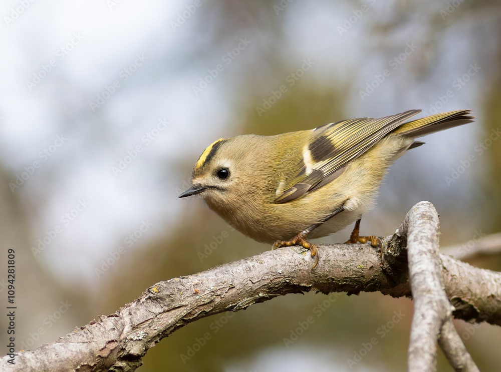 Goldcrest, Regulus regulus. Early in the morning, a bird sits on a branch Goldcrest, Regulus regulus. Early in the morning, a bird sits on a branch