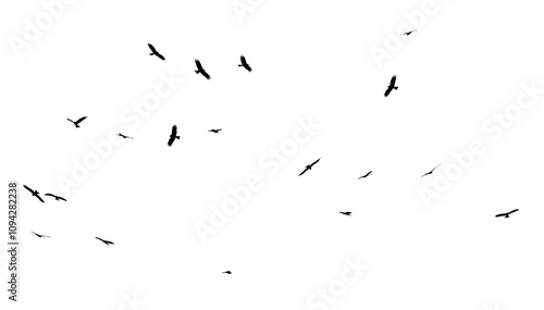 A flock of birds in flight isolated on a white background