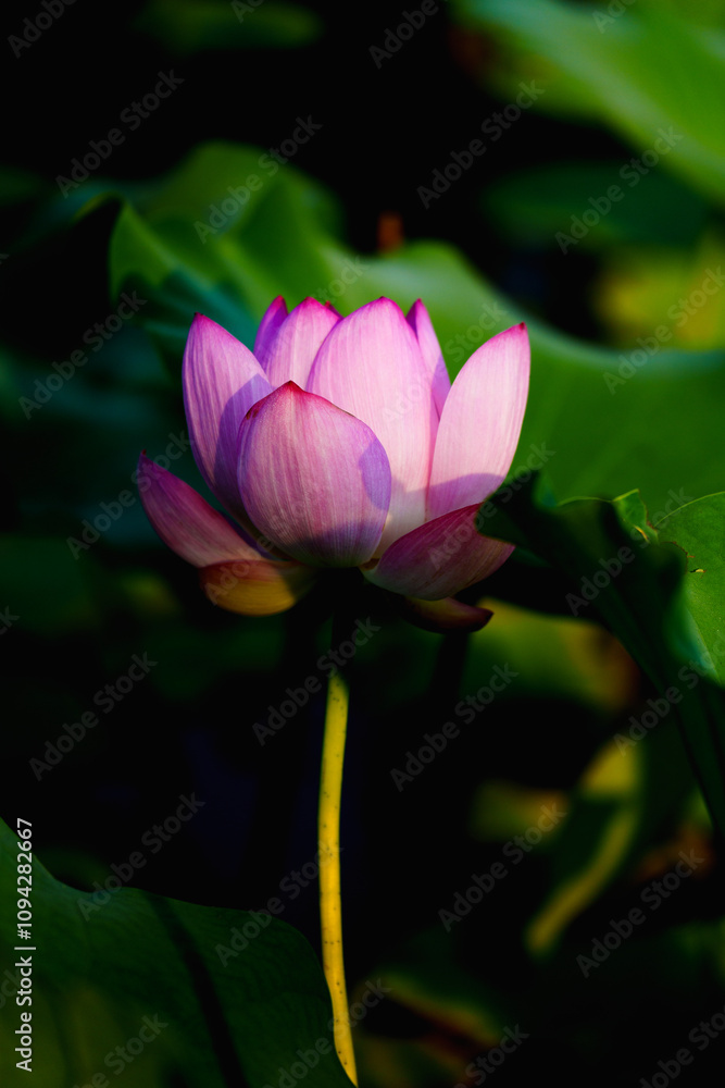Obraz premium Chinese beauty: Pink lotus in sunlight with green leaf