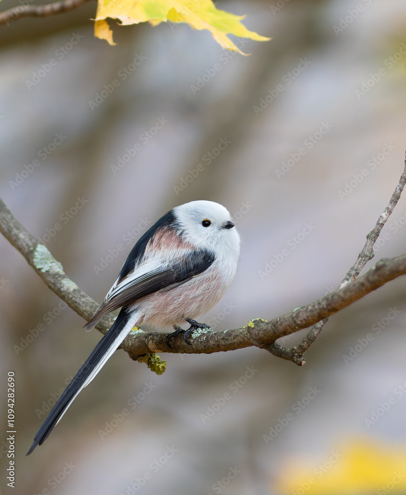 Naklejka premium Long-tailed tit, Aegithalos caudatus. A bird sitting on a tree branch