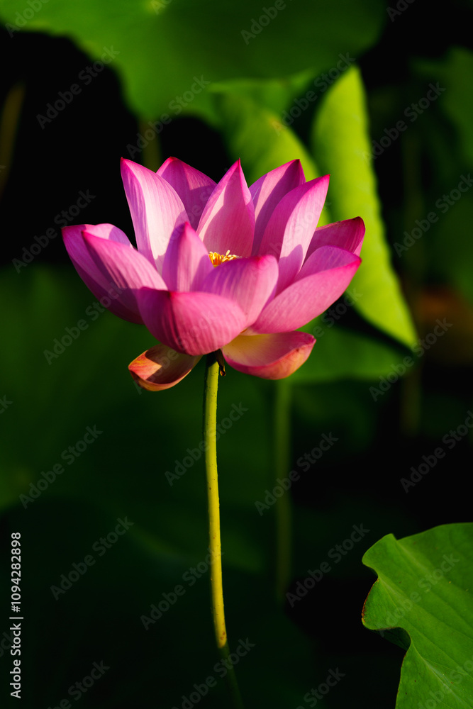 Chinese beauty: Pink lotus in sunlight with green leaf Chinese beauty: Pink lotus in sunlight with green leaf