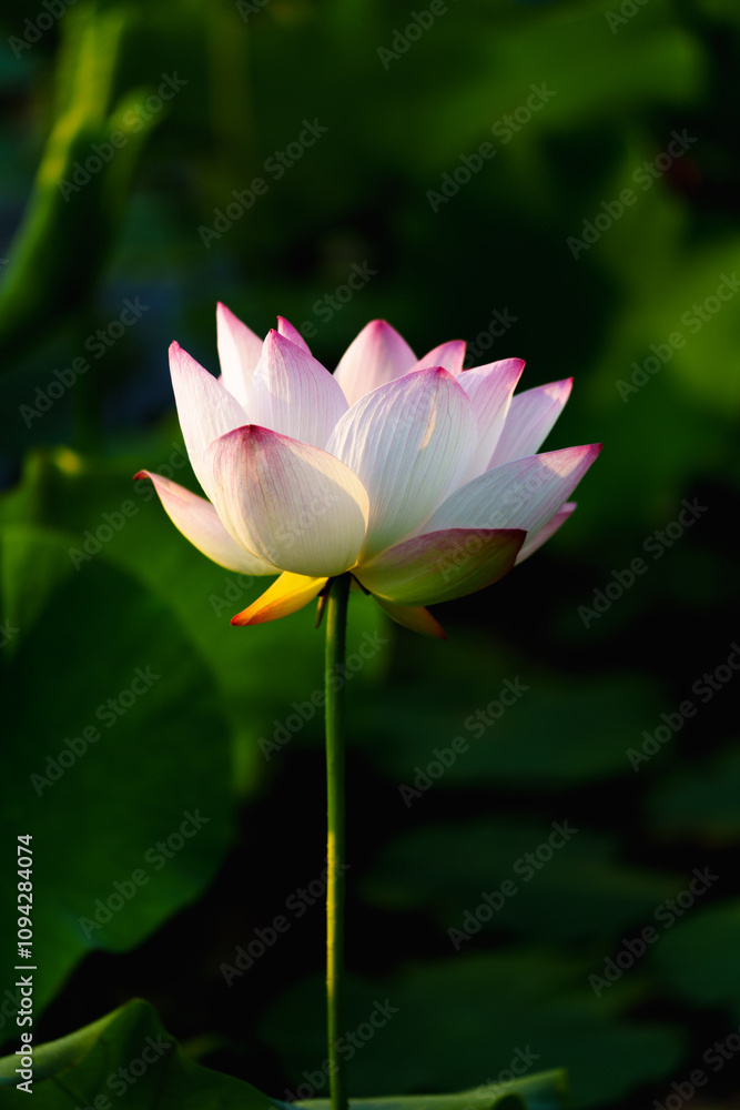 Chinese beauty: Pink lotus in sunlight with green leaf Chinese beauty: Pink lotus in sunlight with green leaf