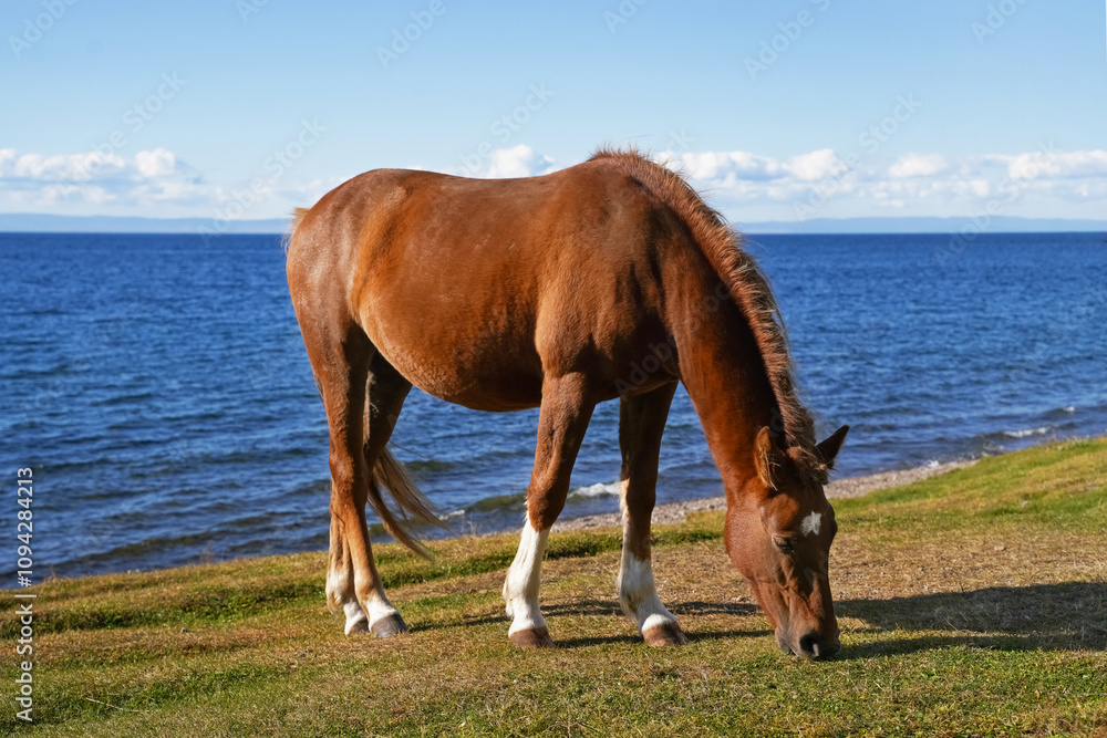 Fototapeta premium A brown horse grazing peacefully by the tranquil blue waters of a serene lake on a sunny day